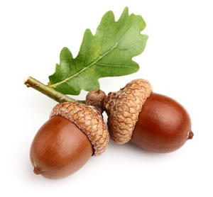 You can learn a lot from an acorn.